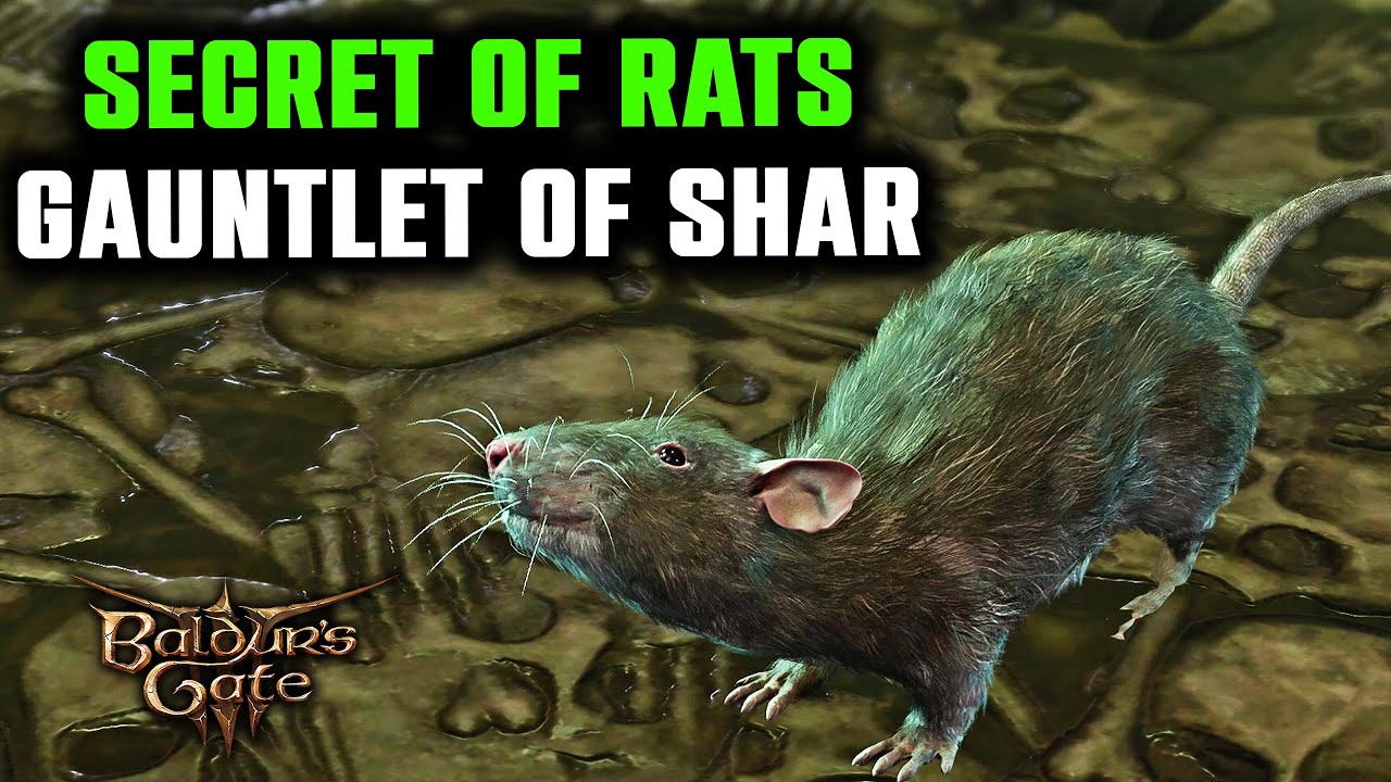 Solve the Secret of Rats in Shars Gauntlet Easily